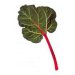 rhubarb