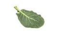 Collard Recipes