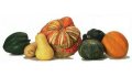 Squash Recipes