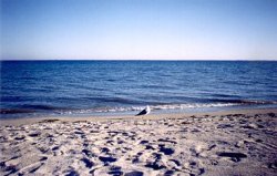 Beach view.