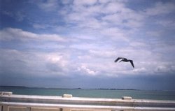 Seagull in flight.