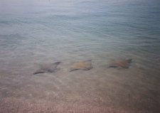 Stingrays